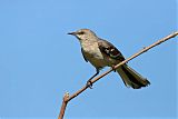 Northern Mockingbird